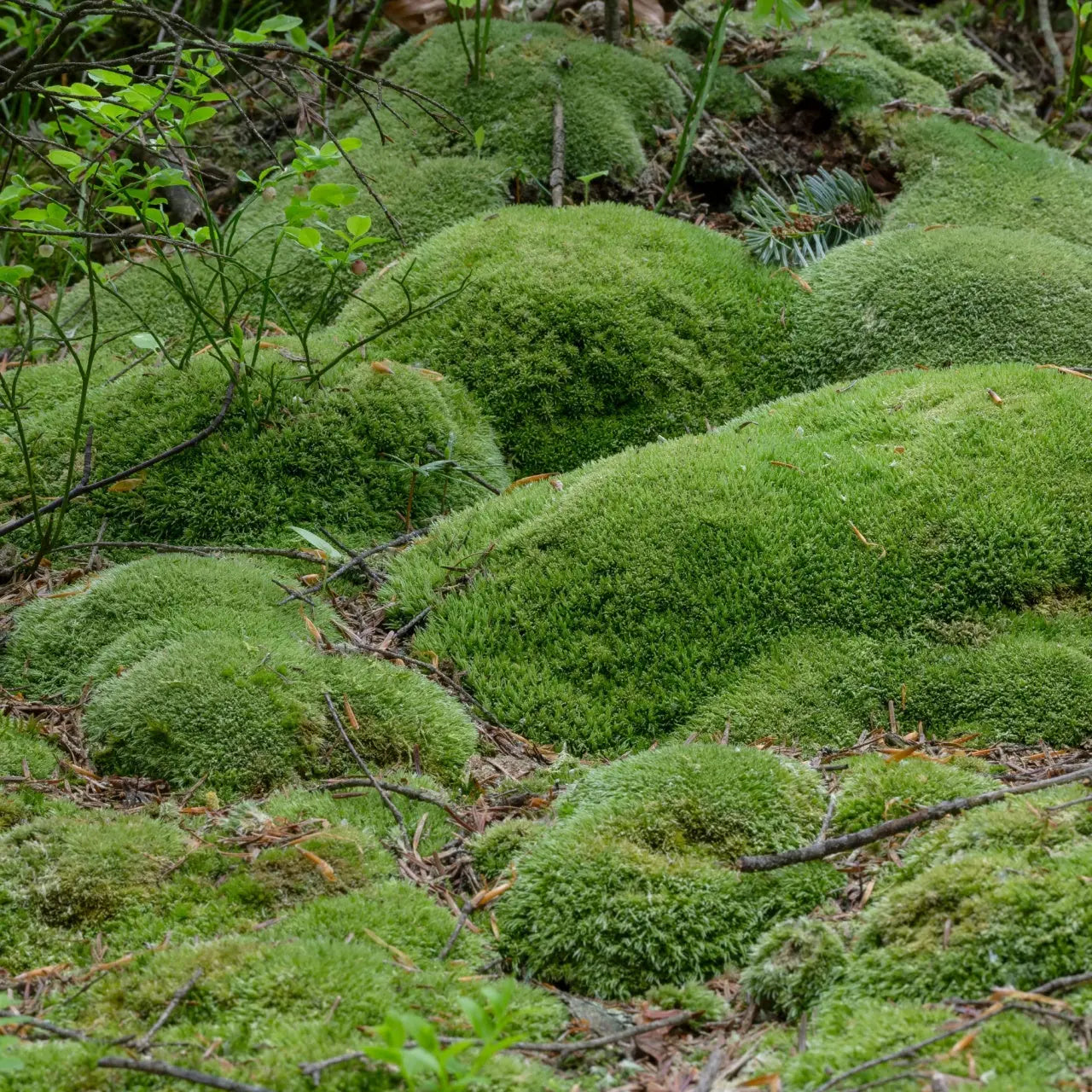 Soft vibrant green Cushion Moss forming plush rounded mounds on forest floor