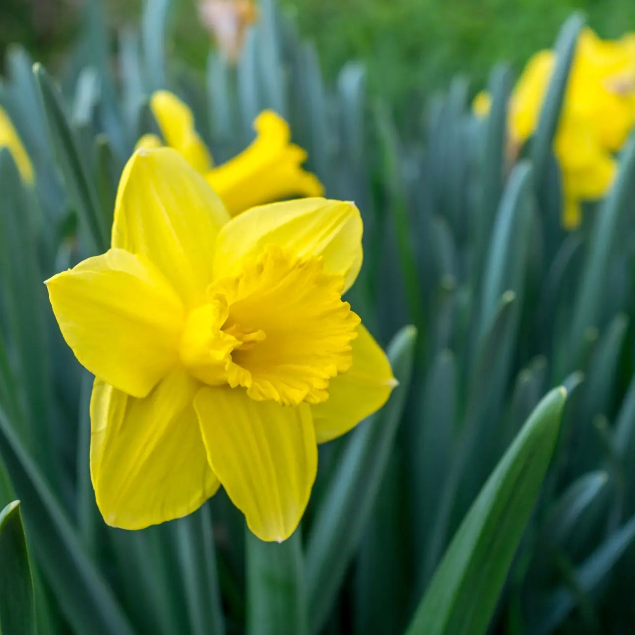 Vibrant yellow daffodil plant with ruffled petals and central corona