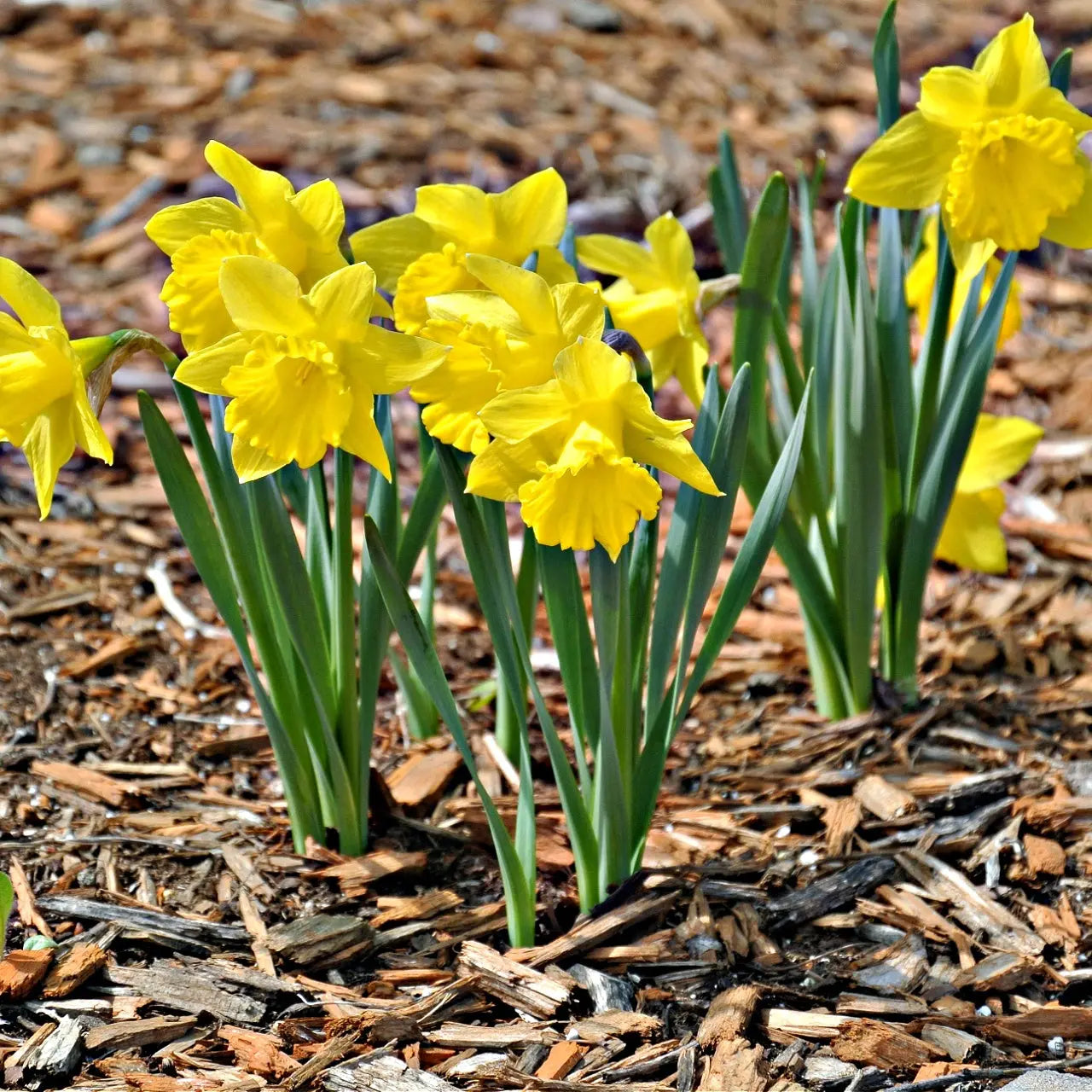 Bright yellow Narcissus daffodil plant in wood chip bed