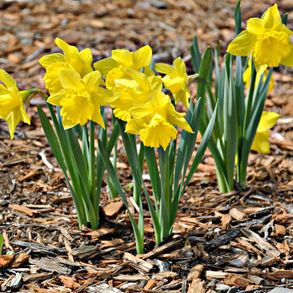 Bright yellow Narcissus daffodil plant in wood chip bed