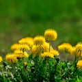 Bright yellow dandelion plant with fluffy sunlit petals in lush grass
