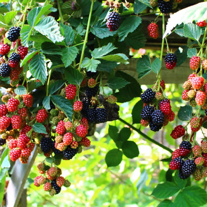 Clusters of ripe blackberries, red raspberries, and green berries on Dewberry Plant vines