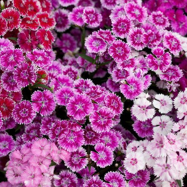 Dianthus Sweet William 