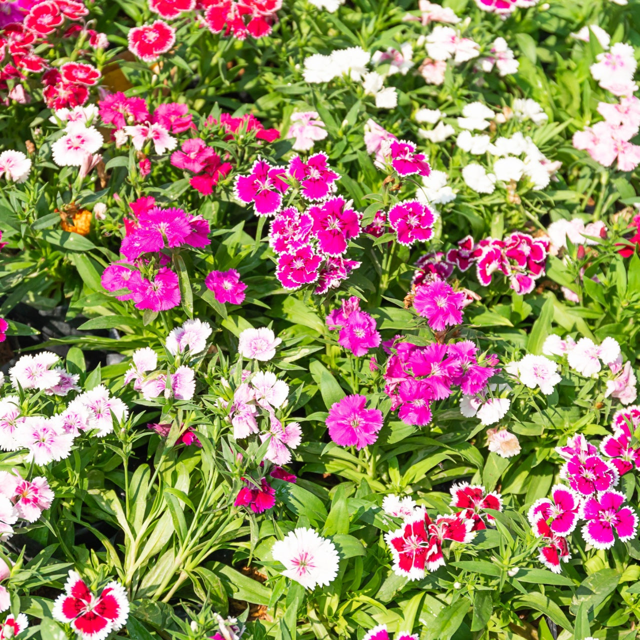 Dianthus Sweet William Plants