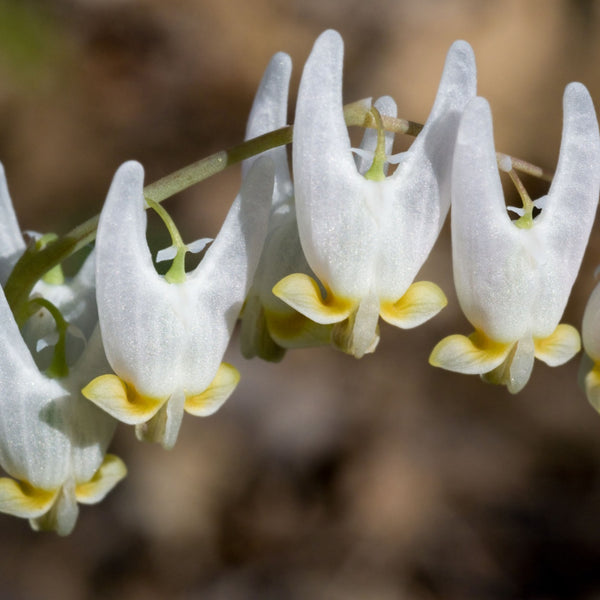 Dutchman's Breeches Plant