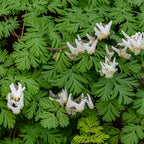 Dutchman Breeches white bleeding heart flowers with drooping petals amid green leaves