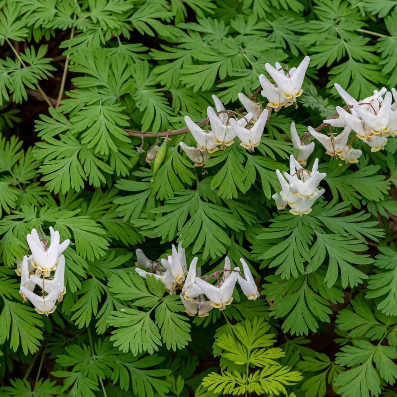 Dutchman Breeches white bleeding heart flowers with drooping petals amid green leaves