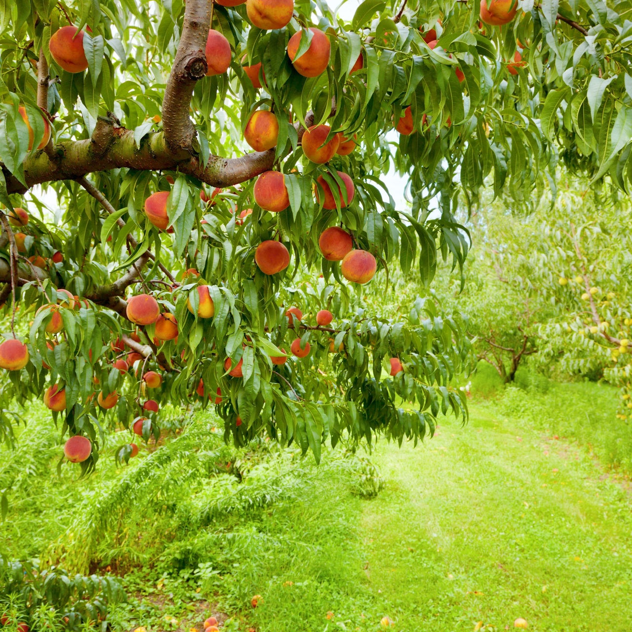 Early Elberta Peach Trees