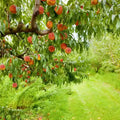 Ripe orange-red peaches on Peach Tree branch with lush green leaves