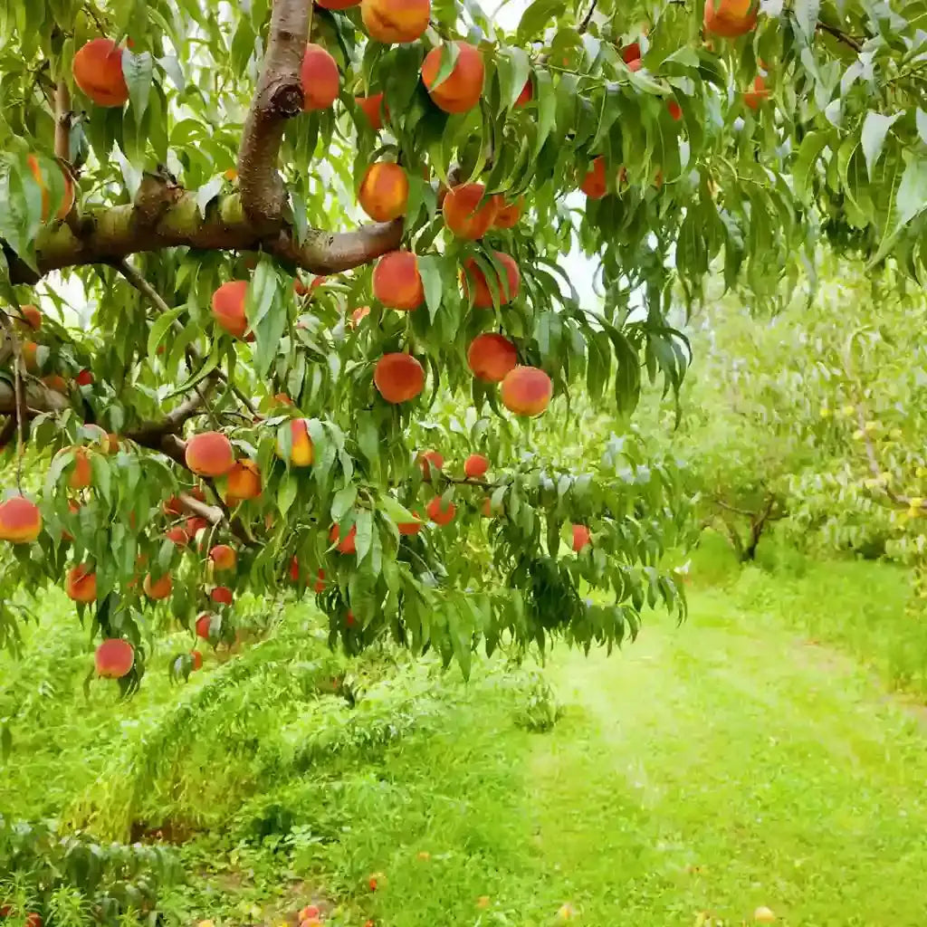 Ripe orange-red peaches on Peach Tree branch with lush green leaves