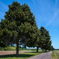Row of tall Cedar Tree evergreens lining gravel path under blue sky