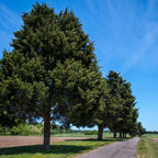 Row of tall Cedar Tree evergreens lining gravel path under blue sky