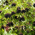 Clusters of dark purple elderberries on Elderberry Live Stakes bush