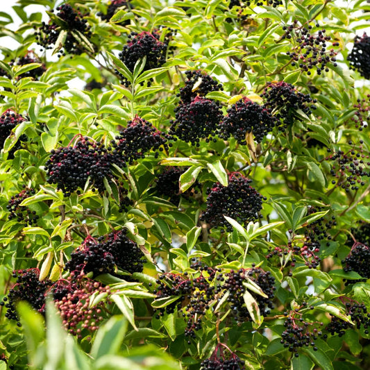 Clusters of dark purple elderberries on Elderberry Shrub bush