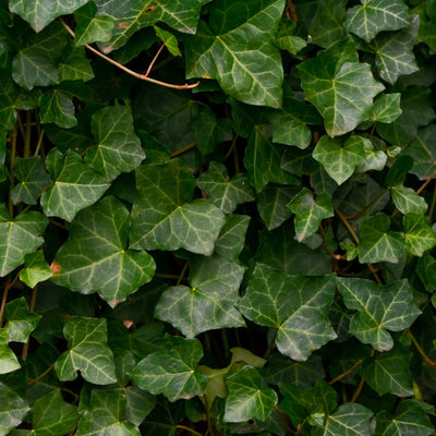 English Ivy Plant