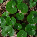 Vibrant green heart-shaped leaves of European Ginger Plant among brown foliage