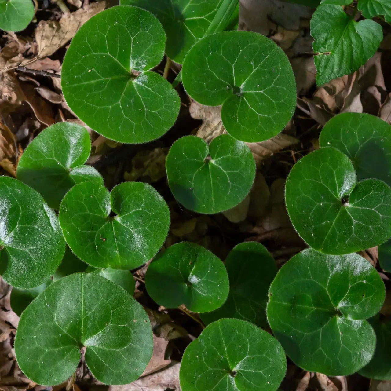Vibrant green heart-shaped leaves of European Ginger Plant among brown foliage