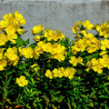 Vibrant yellow Evening Primrose flowers with delicate petals and green foliage