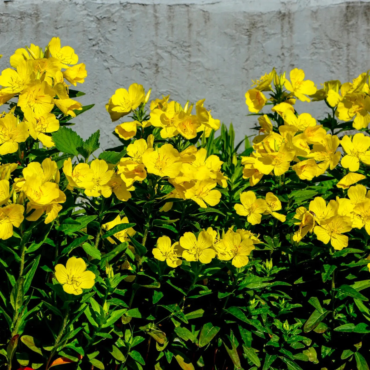 Vibrant yellow Evening Primrose flowers with delicate petals and green foliage