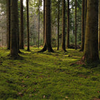 Fern Moss: dense forest of tall slender trees with moss-covered trunks