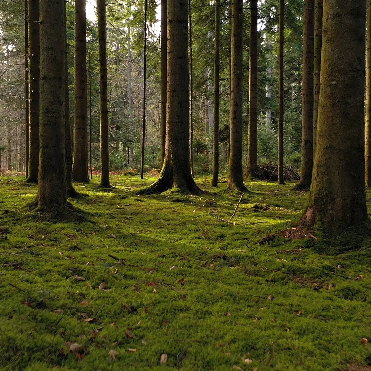 Fern Moss: dense forest of tall slender trees with moss-covered trunks