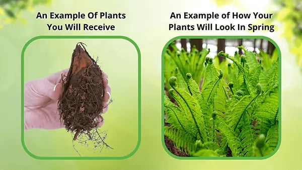 White gloved hand holding Ostrich Fern root ball with dark soil and roots