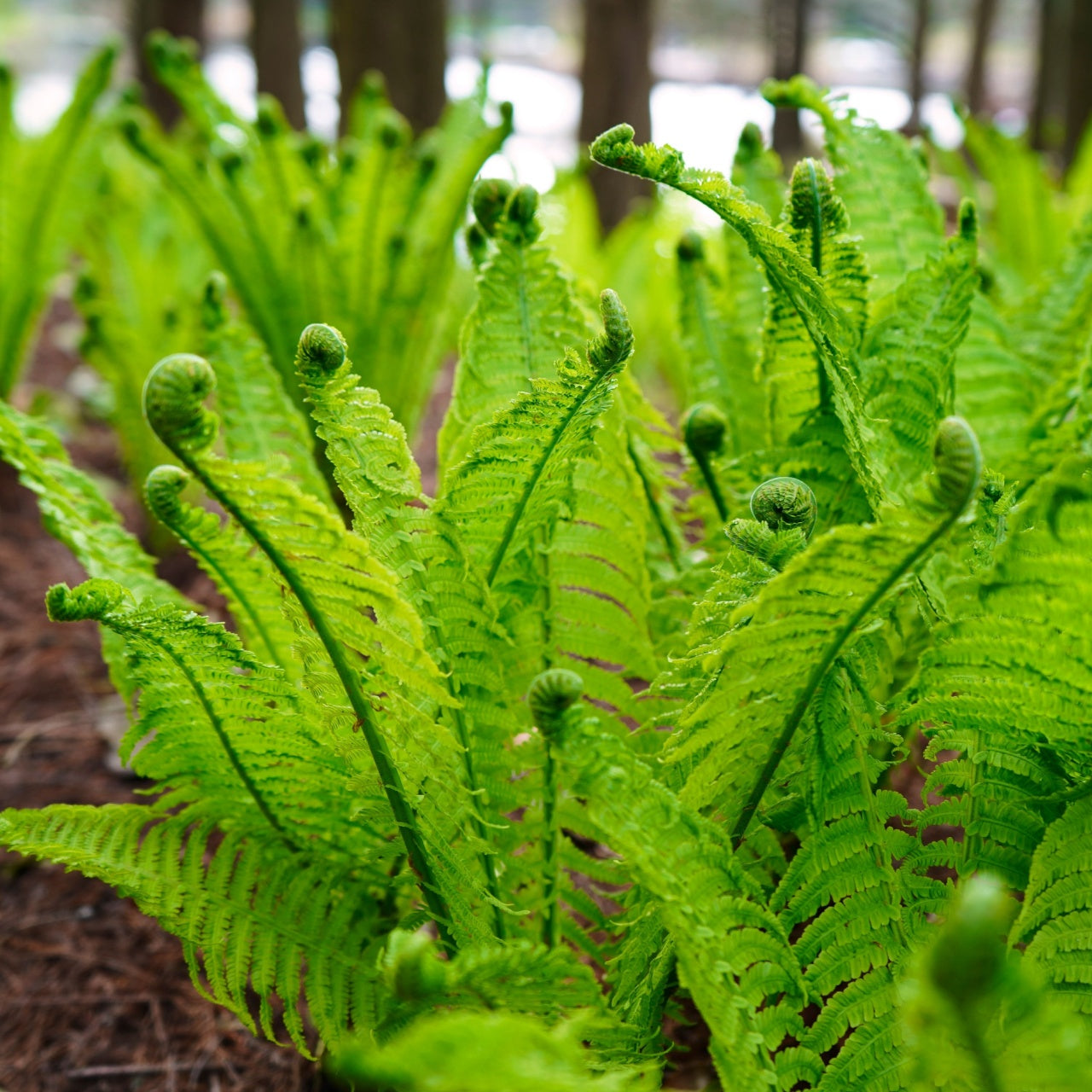 Fiddlehead Ferns