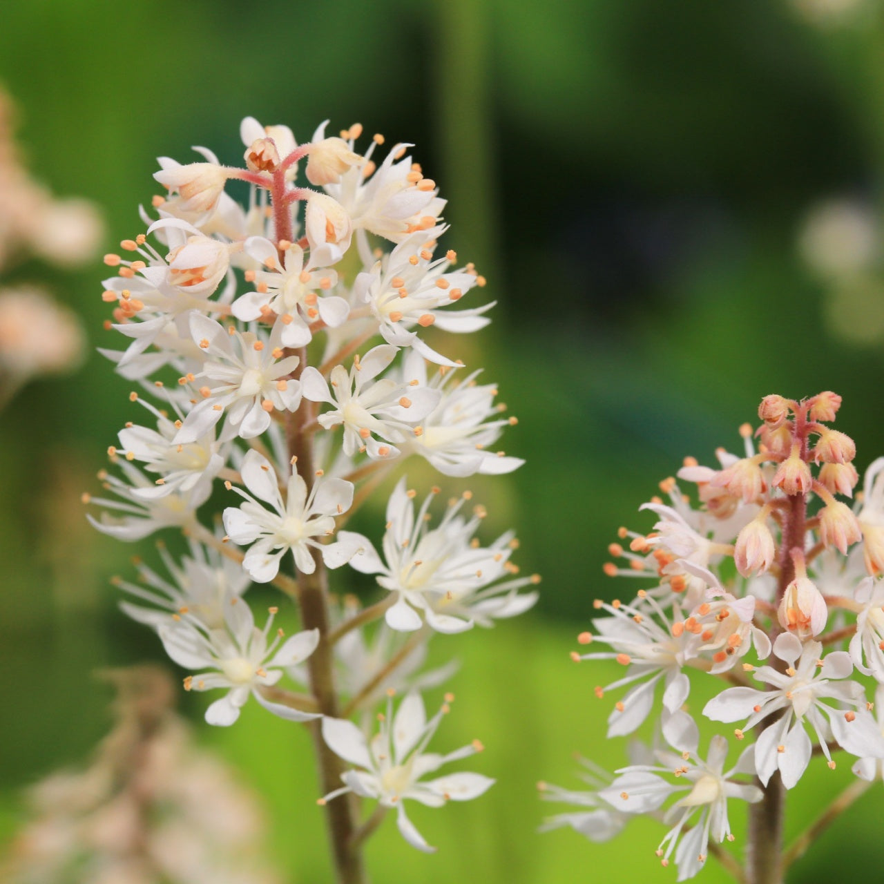 Foam Flower 