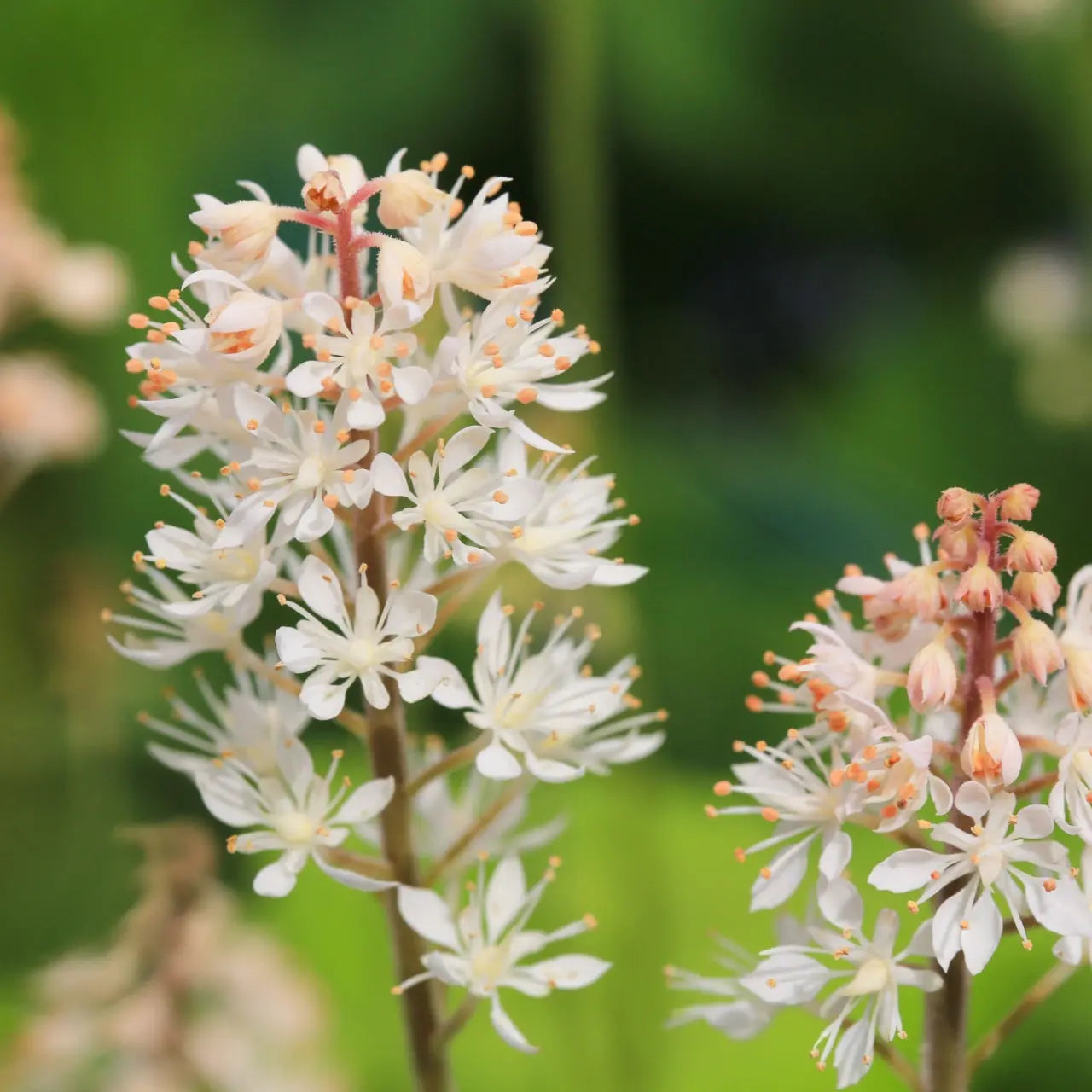 Floam Flower: delicate white cluster with slender petals and orange stamens