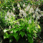 Floam Flower: tall slender stems with delicate white flowers and green leaves