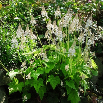 Foam Flower Plants