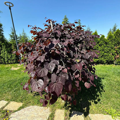 Forest Pansy Redbud with lush burgundy heart-shaped leaves in sunny garden