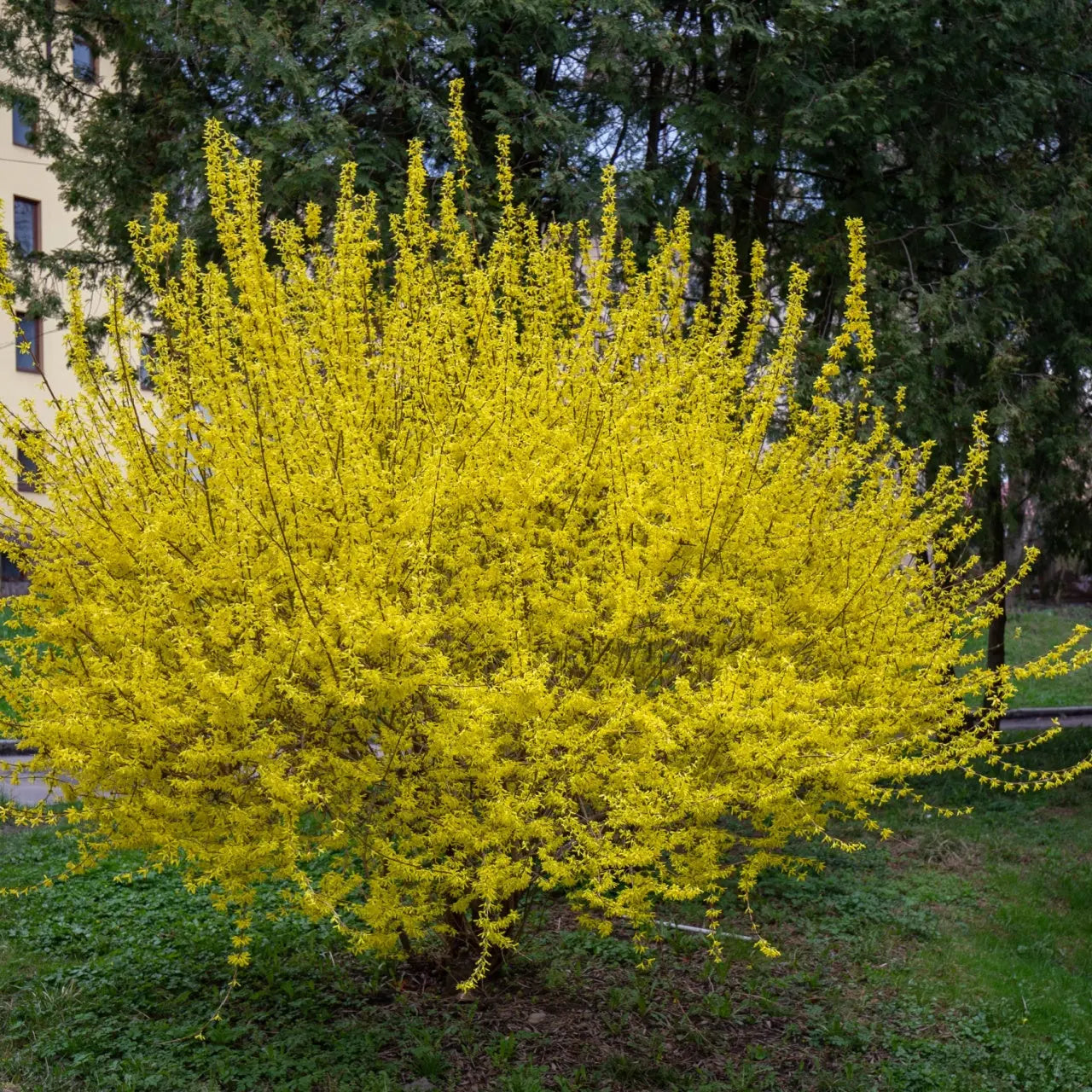 Vibrant yellow Forsythia bush with dense bright blossom clusters