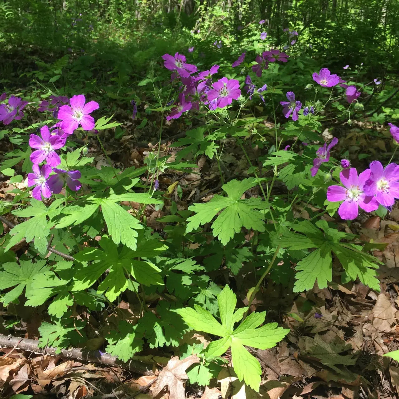 Geranium Maculatum vibrant purple wildflowers in sun-dappled forest clearing