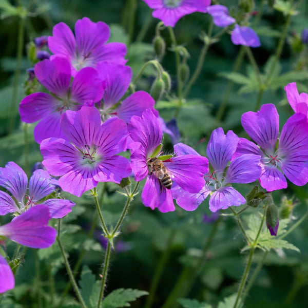 Geranium Maculatum