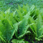 Giant Ostrich Fern with lush, vibrant green fronds and feathery leaves