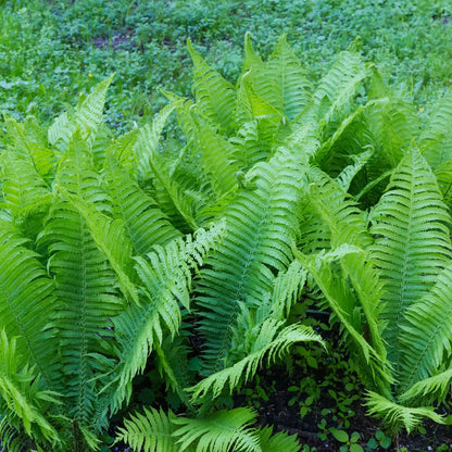 Giant Ostrich Fern with lush, vibrant green fronds and feathery leaves