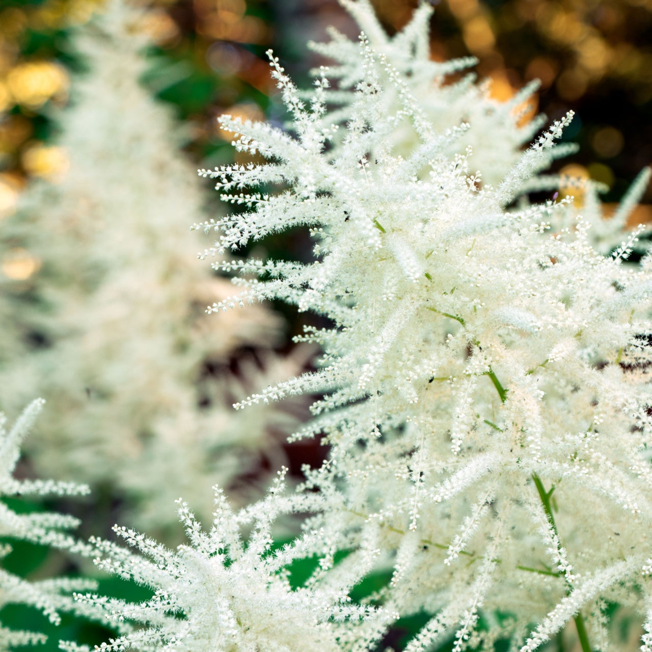 Goat's Beard Plant