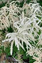 Goats beard plant with feathery white flower clusters and green foliage