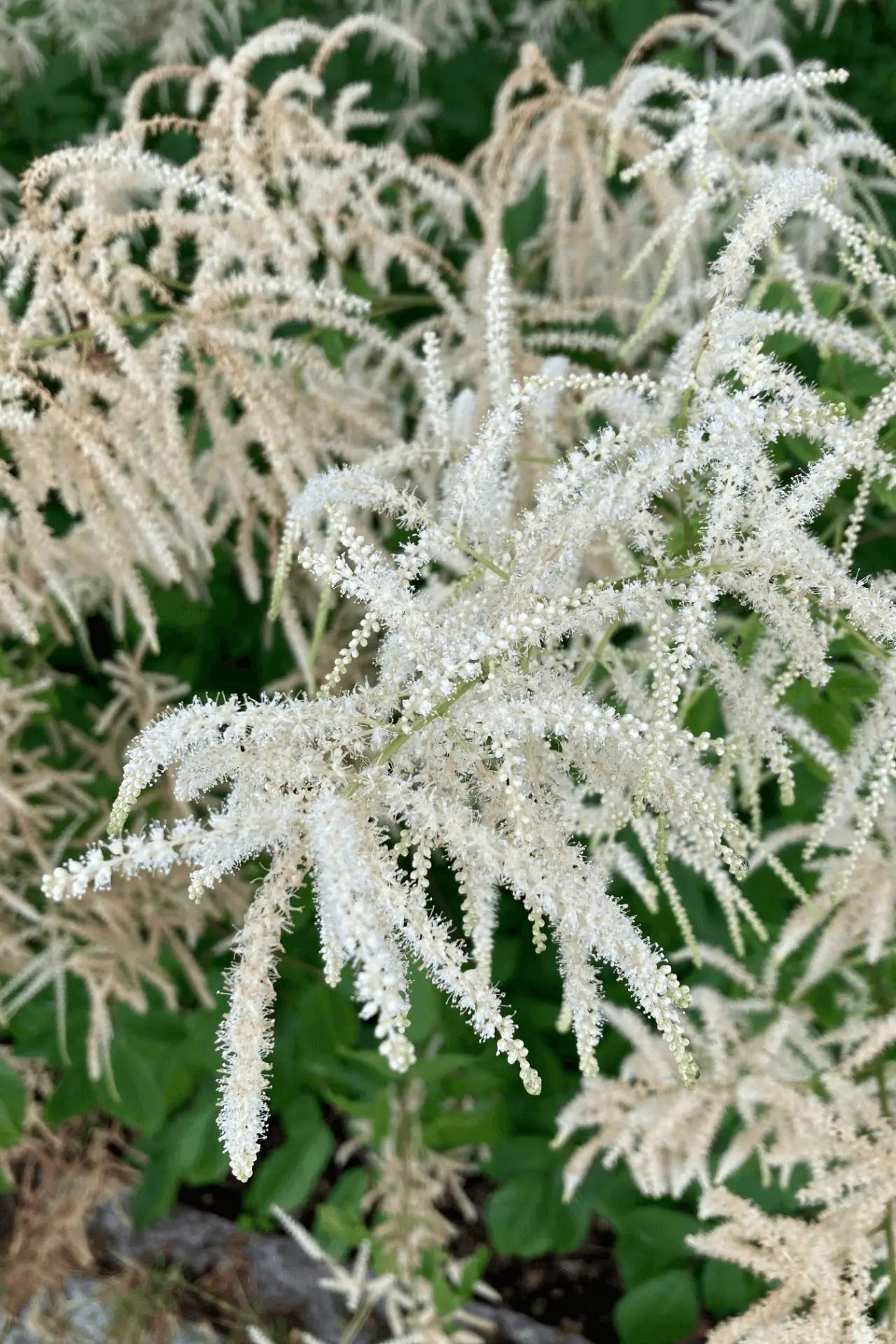 Goats beard plant with feathery white flower clusters and green foliage