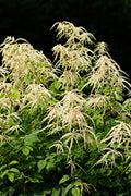 Goats Beard Plant with creamy white feathery plumes above green foliage