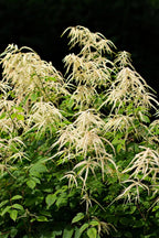 Goats Beard Plant with creamy white feathery plumes above green foliage