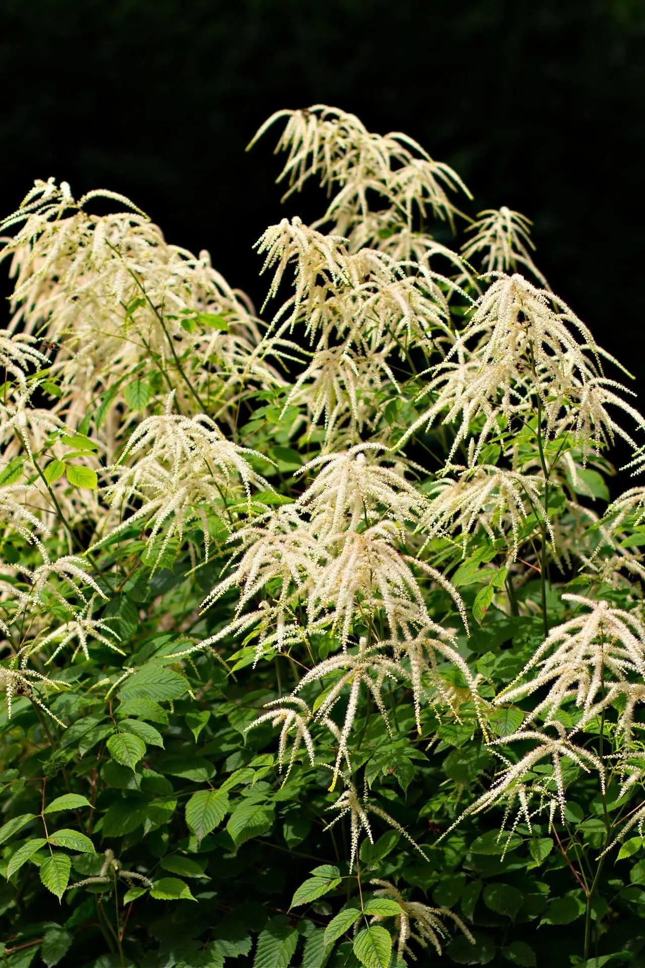 Goats Beard Plant with creamy white feathery plumes above green foliage