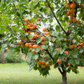 Ripe orange apricots on lush green Apricot Tree