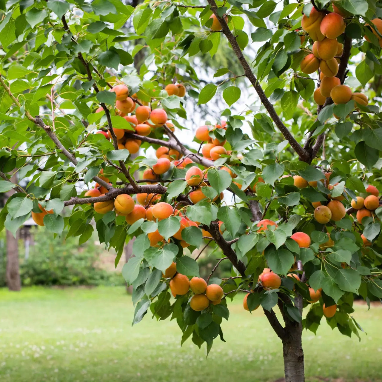 Ripe orange apricots on lush green Apricot Tree