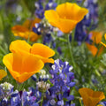 Golden Poppy Plant: vibrant orange poppies and purple bluebonnets in sunlit meadow