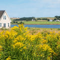 Golden Rod: vibrant field of goldenrod flowers with lush green stems