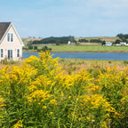 Golden Rod: vibrant field of goldenrod flowers with lush green stems