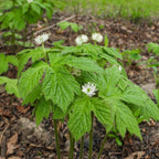 Golden Seal Plant with delicate white flowers on lobed green leaves