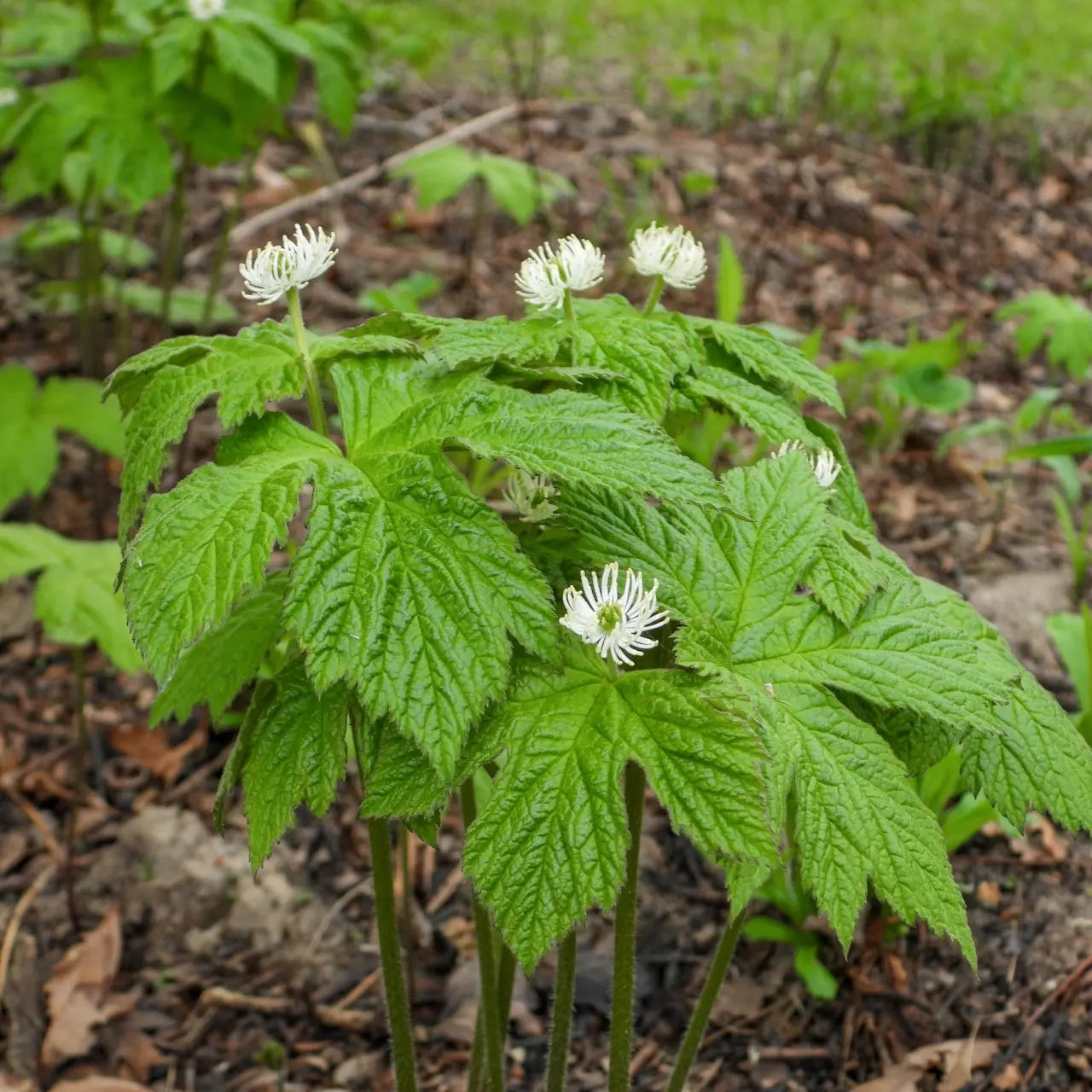 Golden Seal Plant with delicate white flowers on lobed green leaves